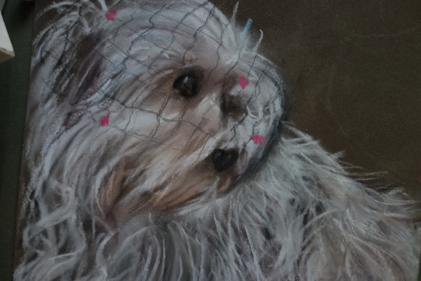 Portrait bichon maltais