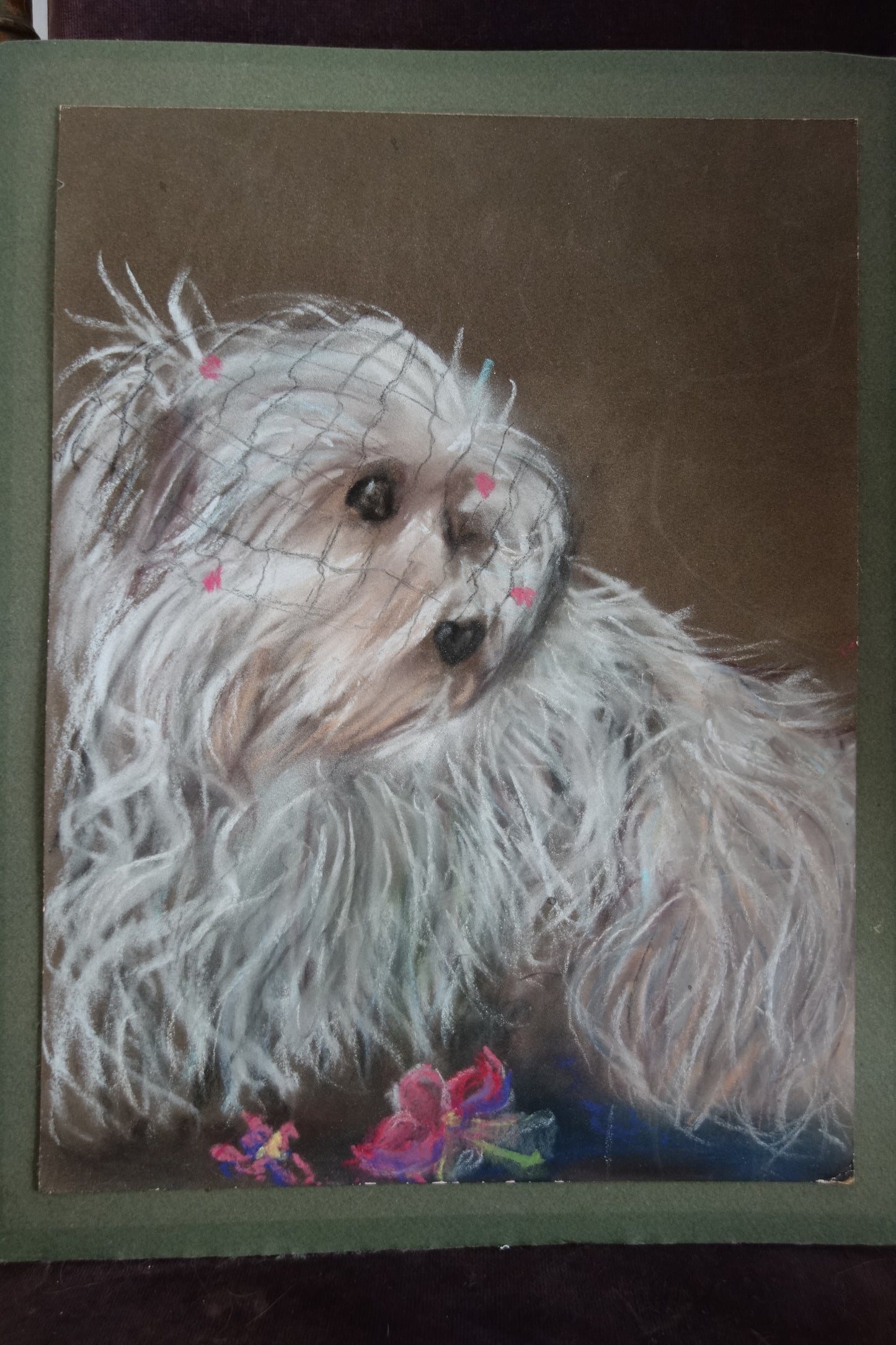 Portrait bichon maltais
